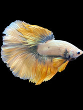 Load image into Gallery viewer, Male Halfmoon - Fancy Gold #1215 - Live Betta Fish
