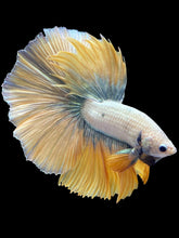 Load image into Gallery viewer, Male Halfmoon - Fancy Gold #1215 - Live Betta Fish
