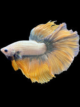 Load image into Gallery viewer, Male Halfmoon - Fancy Gold #1215 - Live Betta Fish
