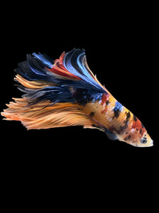 Male Rosetail - Galaxy #1216 - Live Betta Fish