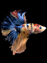 Load image into Gallery viewer, Male Rosetail - Galaxy #1216 - Live Betta Fish
