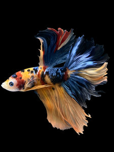 Male Rosetail - Galaxy #1216 - Live Betta Fish