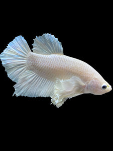 GIANT Male Halfmoon Plakat - White Platinum Dumbo #1219 - Live Betta Fish