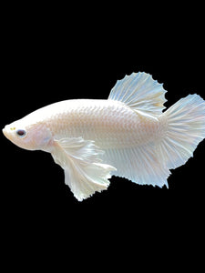 GIANT Male Halfmoon Plakat - White Platinum Dumbo #1219 - Live Betta Fish