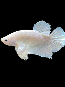 GIANT Male Halfmoon Plakat - White Platinum Dumbo #1219 - Live Betta Fish