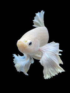 GIANT Male Halfmoon Plakat - White Platinum Dumbo #1219 - Live Betta Fish