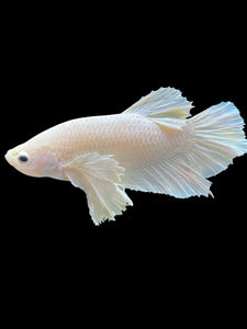 GIANT Male Halfmoon Plakat - White Platinum Dumbo #1219 - Live Betta Fish