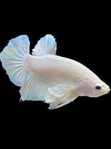 GIANT Male Halfmoon Plakat - White Platinum Dumbo #1219 - Live Betta Fish