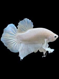 GIANT Male Halfmoon Plakat - White Platinum Dumbo #1219 - Live Betta Fish