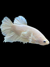 Load image into Gallery viewer, GIANT Male Halfmoon Plakat - White Platinum Dumbo #1219 - Live Betta Fish
