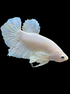 GIANT Male Halfmoon Plakat - White Platinum Dumbo #1219 - Live Betta Fish