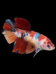 GIANT Female Halfmoon - Galaxy #121 Live Betta Fish