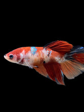 Load image into Gallery viewer, GIANT Female Halfmoon - Galaxy #121 Live Betta Fish
