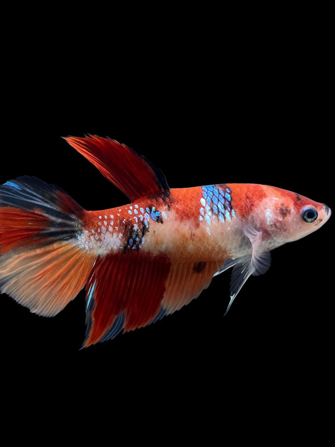 GIANT Female Halfmoon - Galaxy #121 Live Betta Fish