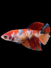 Load image into Gallery viewer, GIANT Female Halfmoon - Galaxy #121 Live Betta Fish
