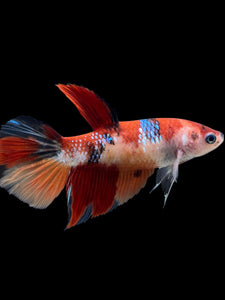 GIANT Female Halfmoon - Galaxy #121 Live Betta Fish