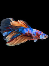 Load image into Gallery viewer, Male Halfmoon - Galaxy #1226 - Live Betta Fish
