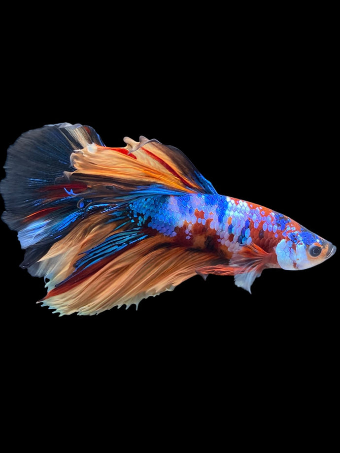 Male Halfmoon - Galaxy #1226 - Live Betta Fish