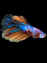 Load image into Gallery viewer, Male Halfmoon - Galaxy #1226 - Live Betta Fish
