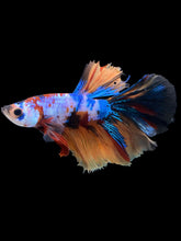 Load image into Gallery viewer, Male Halfmoon - Galaxy #1226 - Live Betta Fish
