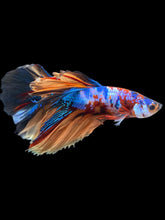 Load image into Gallery viewer, Male Halfmoon - Galaxy #1226 - Live Betta Fish

