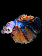 Load image into Gallery viewer, Male Halfmoon - Galaxy #1226 - Live Betta Fish
