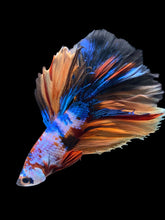 Load image into Gallery viewer, Male Halfmoon - Galaxy #1226 - Live Betta Fish
