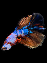 Load image into Gallery viewer, Male Halfmoon - Galaxy #1226 - Live Betta Fish
