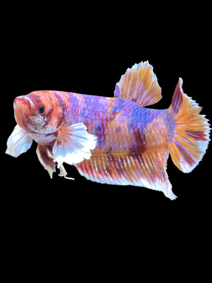 GIANT Male Halfmoon Plakat - Unicorn Dumbo #1229 - Live Betta Fish