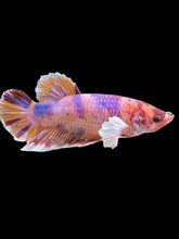 Load image into Gallery viewer, GIANT Male Halfmoon Plakat - Unicorn Dumbo #1229 - Live Betta Fish
