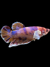 Load image into Gallery viewer, GIANT Male Halfmoon Plakat - Unicorn Dumbo #1229 - Live Betta Fish
