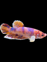 Load image into Gallery viewer, GIANT Male Halfmoon Plakat - Unicorn Dumbo #1229 - Live Betta Fish
