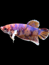 Load image into Gallery viewer, GIANT Male Halfmoon Plakat - Unicorn Dumbo #1229 - Live Betta Fish
