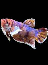 Load image into Gallery viewer, GIANT Male Halfmoon Plakat - Unicorn Dumbo #1229 - Live Betta Fish
