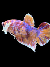 Load image into Gallery viewer, GIANT Male Halfmoon Plakat - Unicorn Dumbo #1229 - Live Betta Fish
