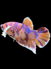 Load image into Gallery viewer, GIANT Male Halfmoon Plakat - Unicorn Dumbo #1229 - Live Betta Fish
