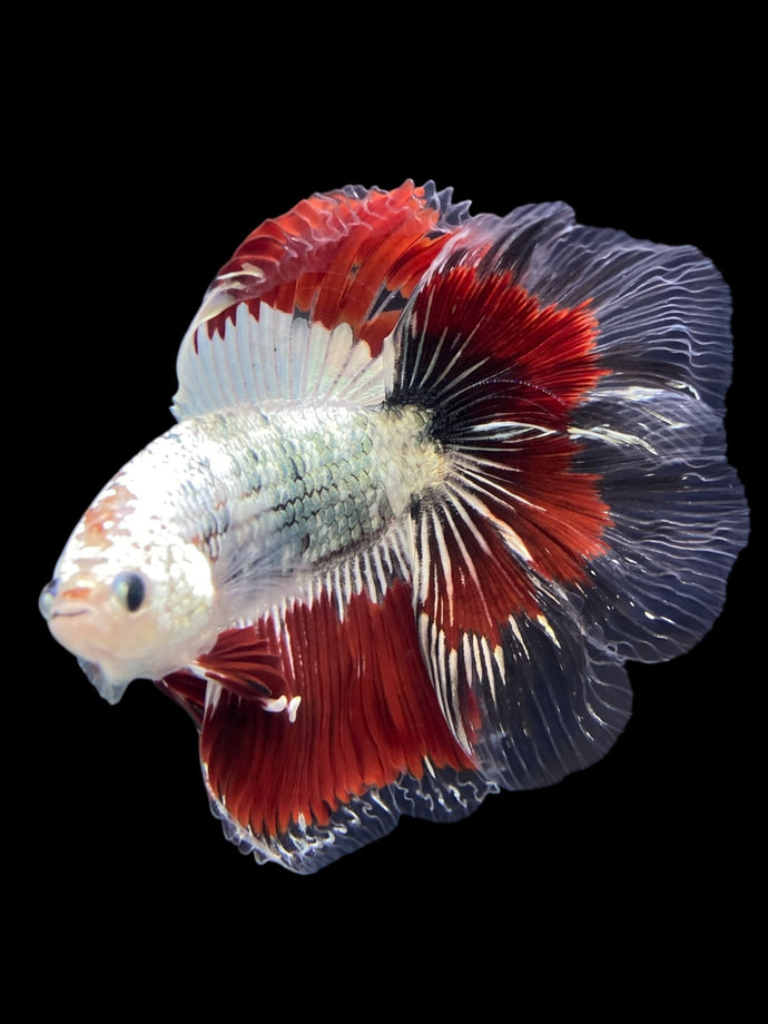 Male Fullmoon - Fancy Copper #122 - Live Betta Fish