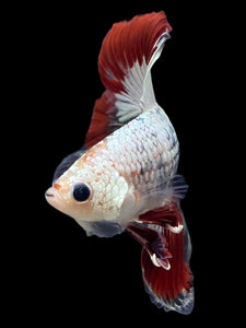 Male Fullmoon - Fancy Copper #122 - Live Betta Fish