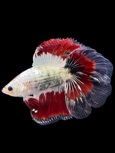 Male Fullmoon - Fancy Copper #122 - Live Betta Fish