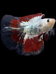 Male Fullmoon - Fancy Copper #122 - Live Betta Fish