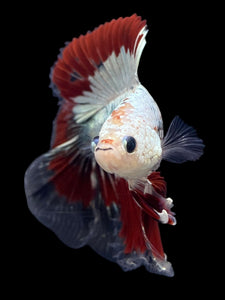 Male Fullmoon - Fancy Copper #122 - Live Betta Fish