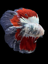 Load image into Gallery viewer, Male Fullmoon - Fancy Copper #122 - Live Betta Fish
