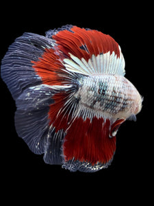 Male Fullmoon - Fancy Copper #122 - Live Betta Fish