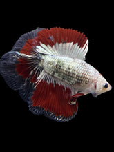 Load image into Gallery viewer, Male Fullmoon - Fancy Copper #122 - Live Betta Fish
