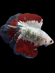 Male Fullmoon - Fancy Copper #122 - Live Betta Fish