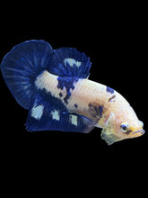 Load image into Gallery viewer, Male Halfmoon Plakat - Cow #1231 - Live Betta Fish

