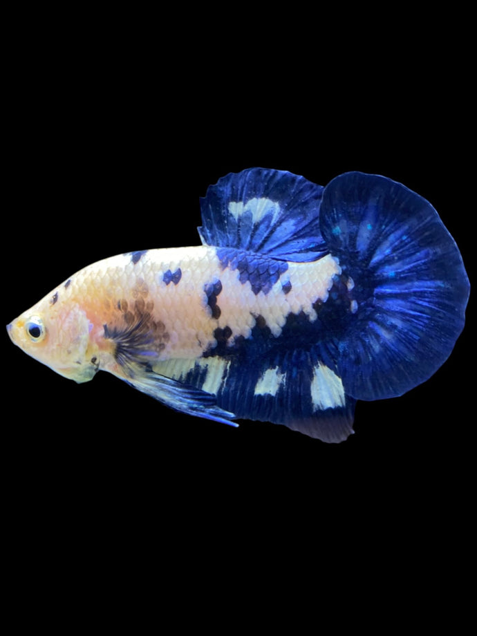 Male Halfmoon Plakat - Cow #1231 - Live Betta Fish