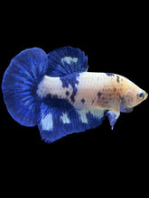 Load image into Gallery viewer, Male Halfmoon Plakat - Cow #1231 - Live Betta Fish
