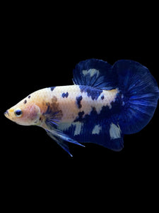 Male Halfmoon Plakat - Cow #1231 - Live Betta Fish