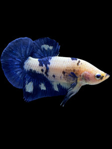 Male Halfmoon Plakat - Cow #1231 - Live Betta Fish